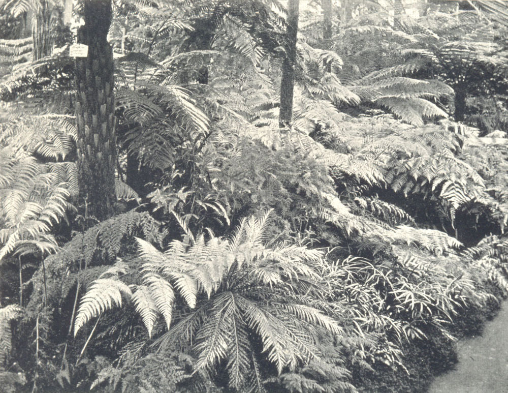 FARMING. Fernery in Greenhouse 1912 old antique vintage print picture